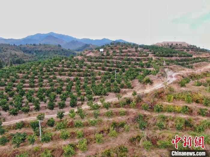 Jiangxi inicia colheita de toranjas