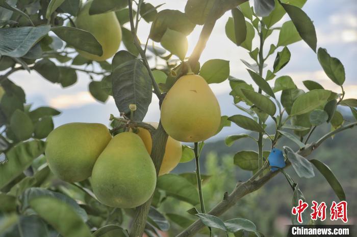 Jiangxi inicia colheita de toranjas