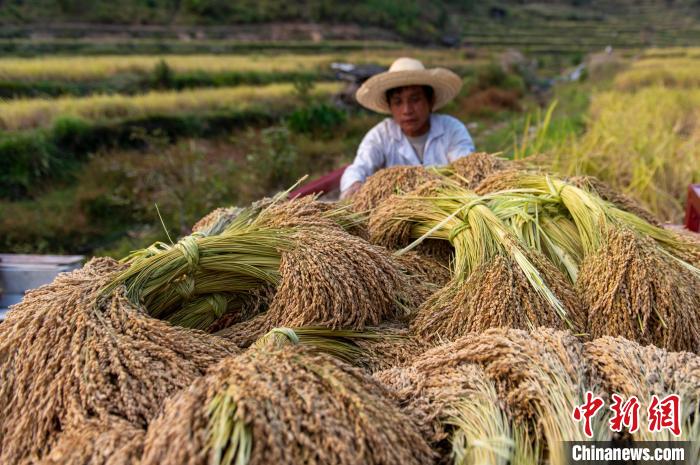 Guizhou inicia temporada da colheita de arroz