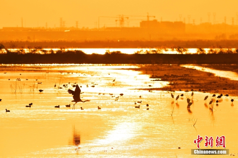 Shandong: aves migratórias chegam à baía de Jiaozhou na sua rota de inverno