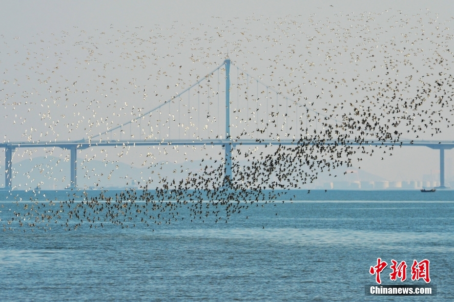 Shandong: aves migratórias chegam à baía de Jiaozhou na sua rota de inverno