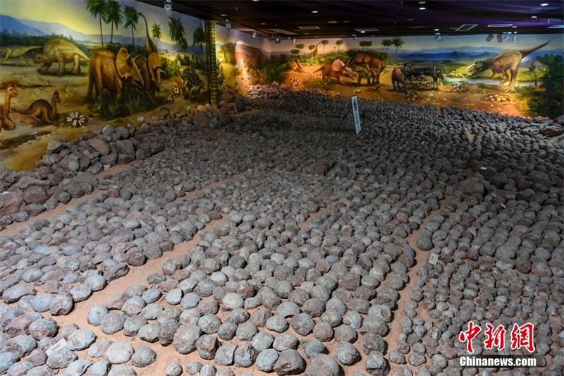 Número de fósseis de ovos de dinossauro excede 2.000 no Museu de Dinossauros de Heyuan