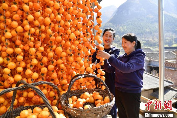 Shanxi inicia temporada de colheita de caquis