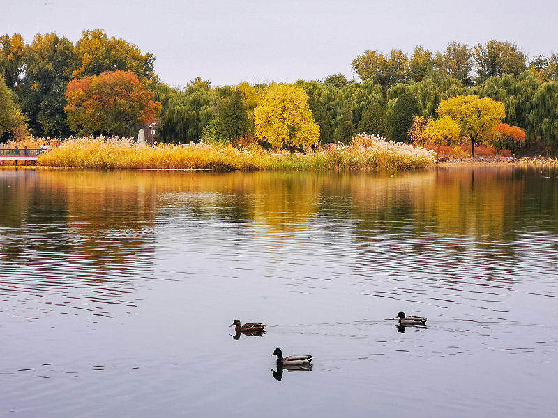 Beijing: cenário de outono do Antigo Palácio de Verão atrai turistas