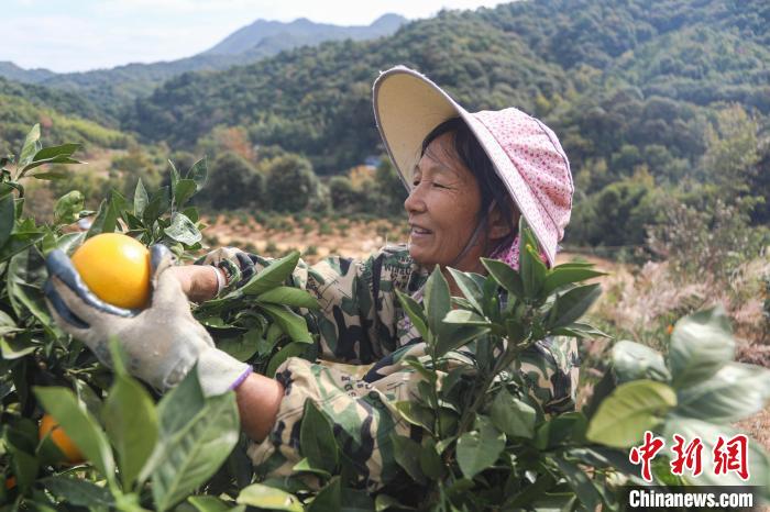 Jiangxi inicia temporada de colheita de laranjas