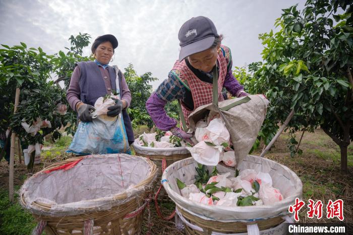 Sichuan inicia temporada de colheita de laranja　