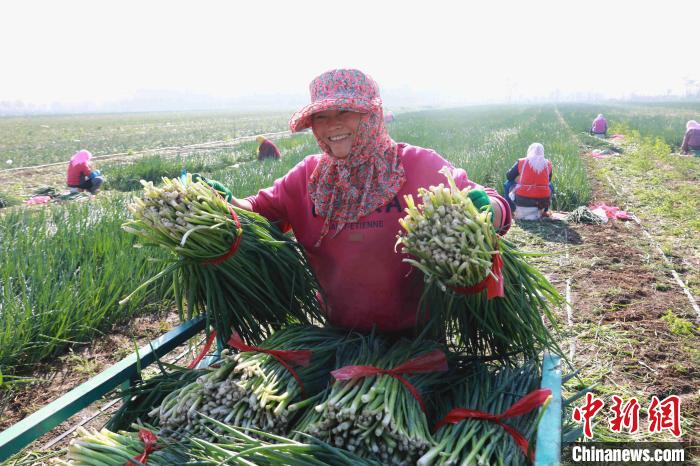 Galeria: agricultores atarefados durante a época de colheita em Shandong