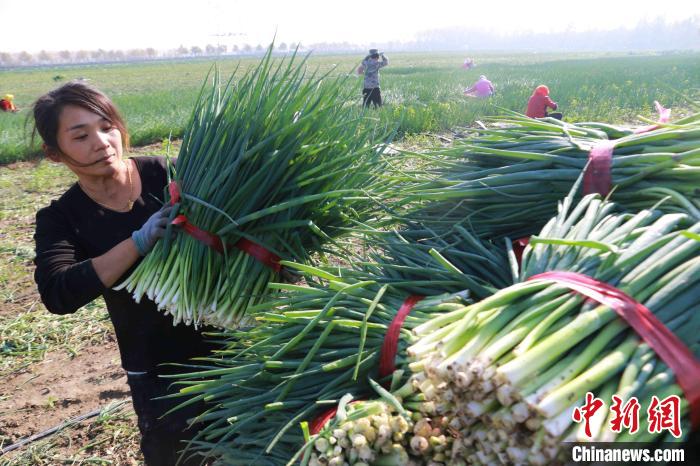 Galeria: agricultores atarefados durante a época de colheita em Shandong