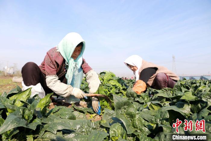 Galeria: agricultores atarefados durante a época de colheita em Shandong