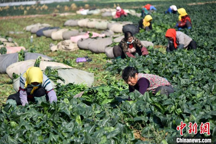 Galeria: agricultores atarefados durante a época de colheita em Shandong