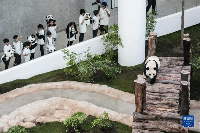 Pandas chineses se reúnem ao público na primeira Casa Panda de Doha antes da Copa do Mundo