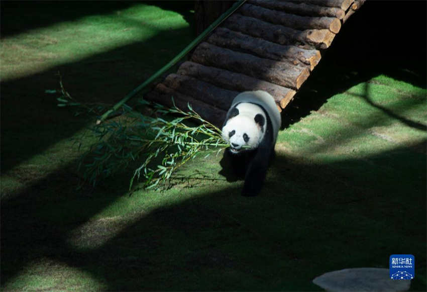 Pandas chineses se reúnem ao público na primeira Casa Panda de Doha antes da Copa do Mundo