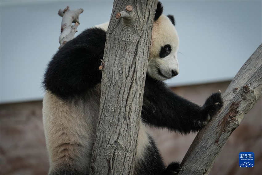 Pandas chineses se reúnem ao público na primeira Casa Panda de Doha antes da Copa do Mundo