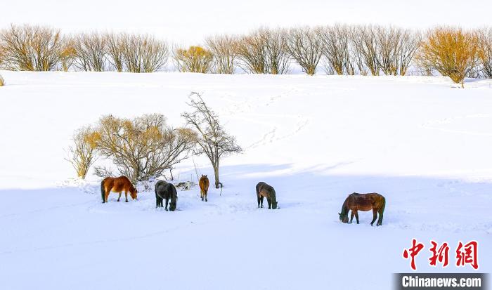 Xinjiang: paisagem após queda de neve em prado de Nalati