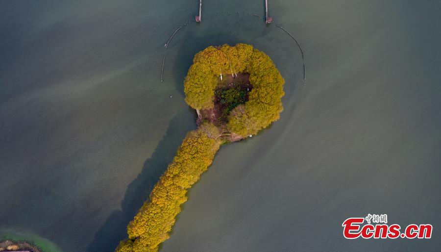 Plátanos de outono transformam estrada em ouro