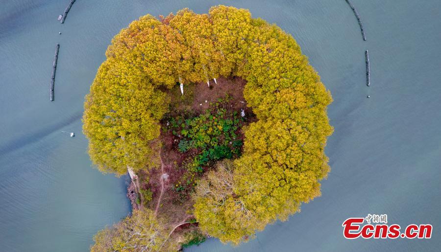 Plátanos de outono transformam estrada em ouro