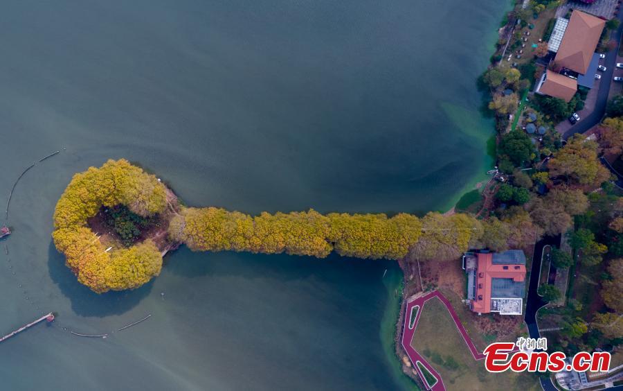 Plátanos de outono transformam estrada em ouro