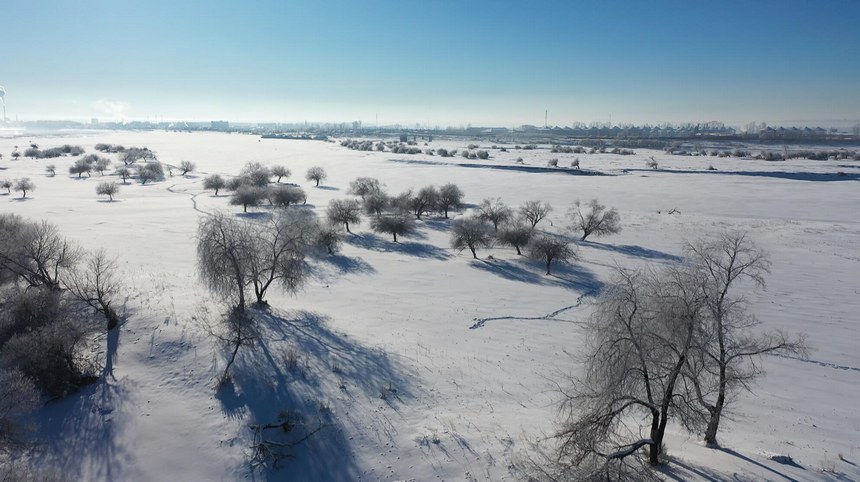 Galeira: bela paisagem de geada em Heilongjiang