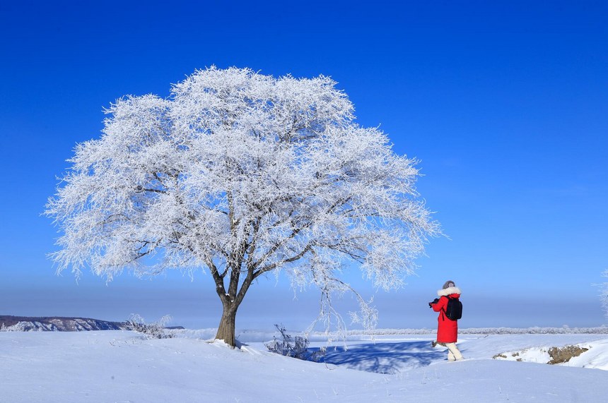 Galeira: bela paisagem de geada em Heilongjiang