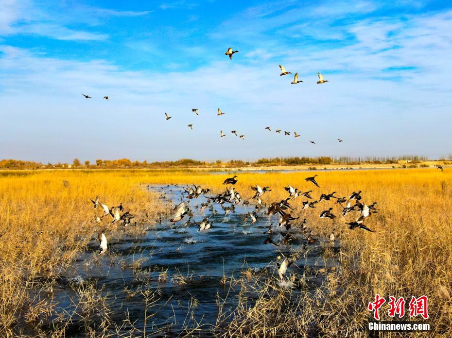 Rio Tarim se torna local ideal para migração de aves