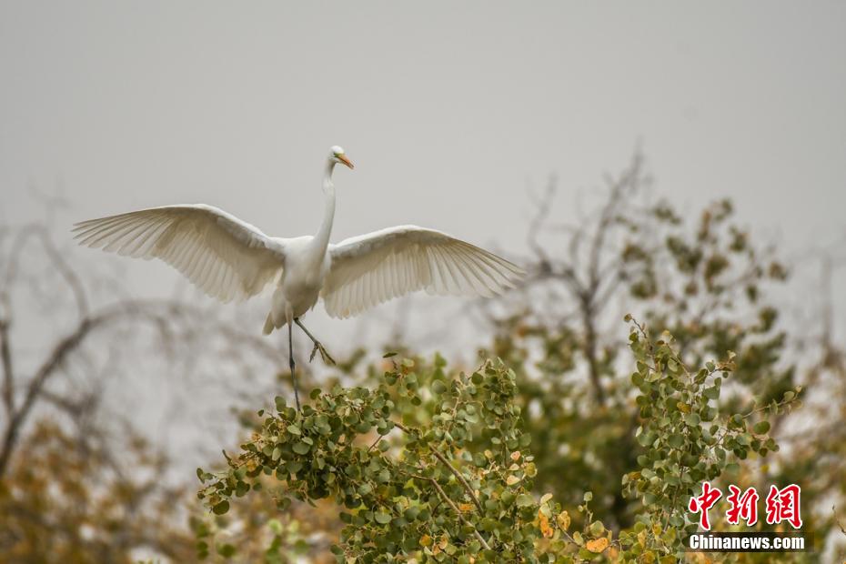 Rio Tarim se torna local ideal para migração de aves