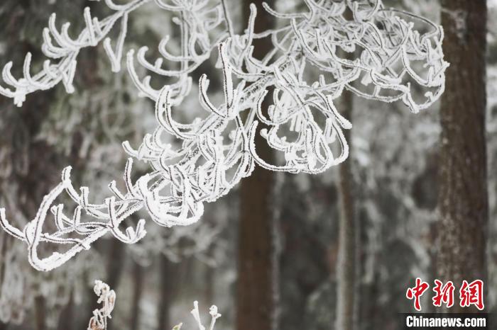 Galeria: montanha Dabieshan recebe primeira queda de neve