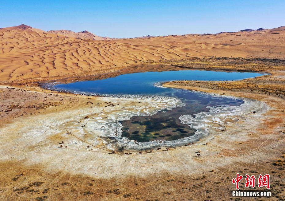 Galeria: transferência de camelos em inverno é iniciada no deserto de Badain Jaran