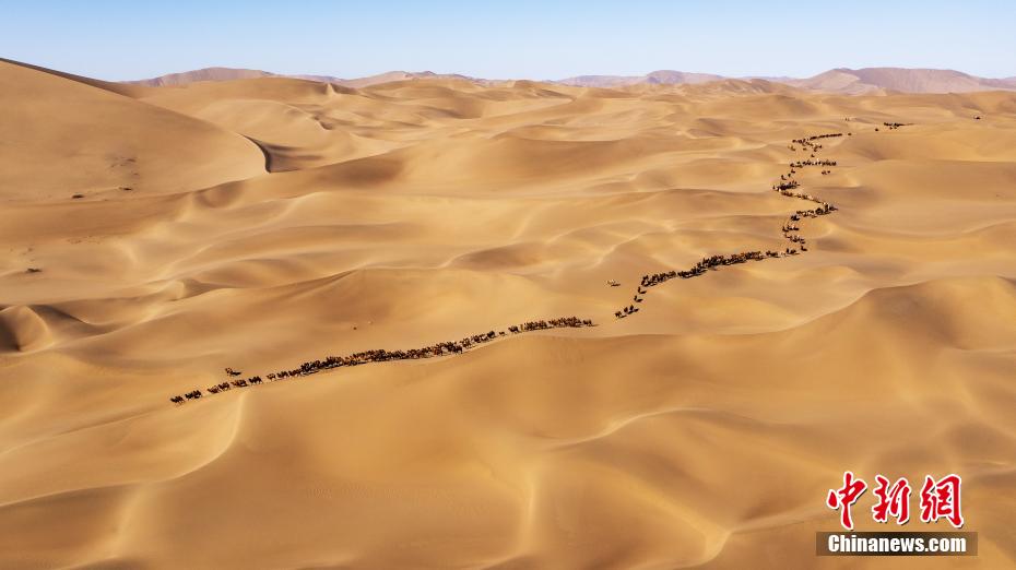 Galeria: transferência de camelos em inverno é iniciada no deserto de Badain Jaran