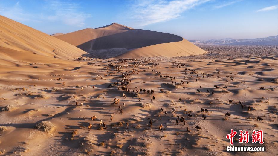 Galeria: transferência de camelos em inverno é iniciada no deserto de Badain Jaran