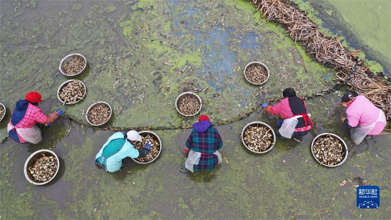 Agricultores estão ocupados com chegada de “Daxue”