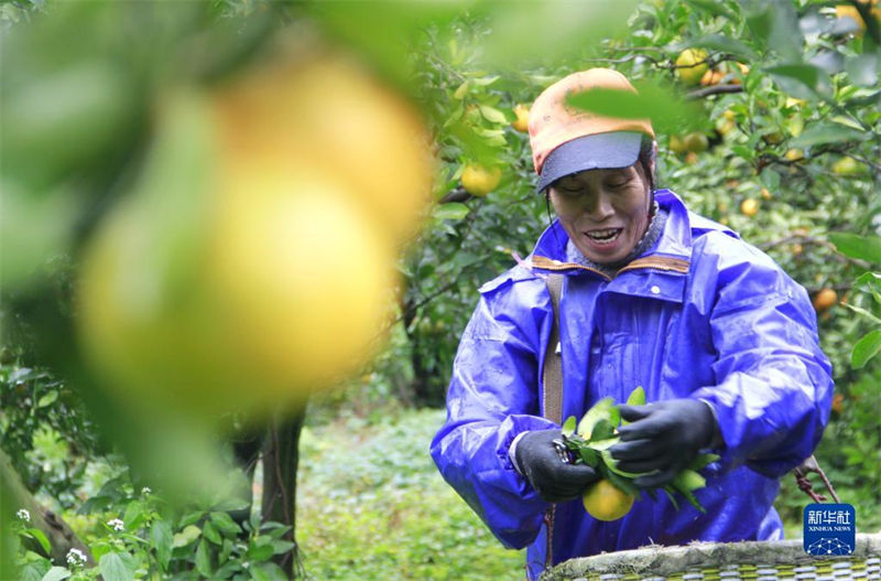 Agricultores estão ocupados com chegada de “Daxue”