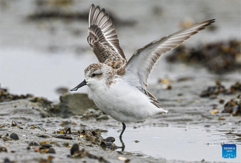 Sul da China repõe ecossistemas com retorno de aves migratórias