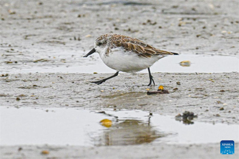 Sul da China repõe ecossistemas com retorno de aves migratórias