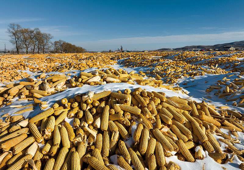 Helongjiang: campos de milho seco contrastam com a neve