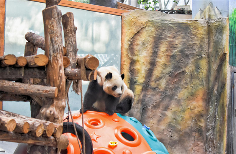 Pandas gigantes dão boas-vindas ao Ano Novo