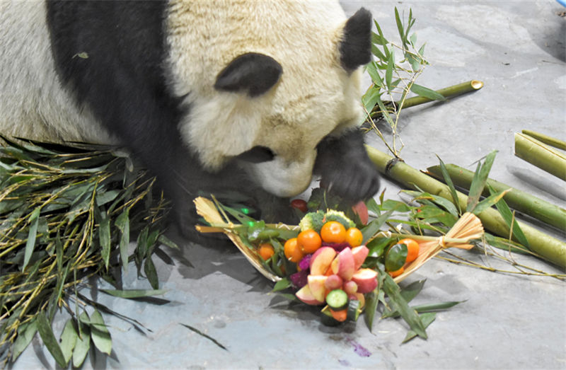 Pandas gigantes dão boas-vindas ao Ano Novo