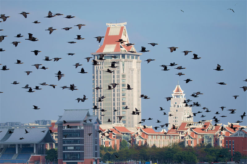 Galeria: bando de cormorão forma visão espetacular no leste da China