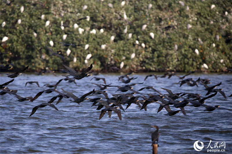 Galeria: bando de cormorão forma visão espetacular no leste da China