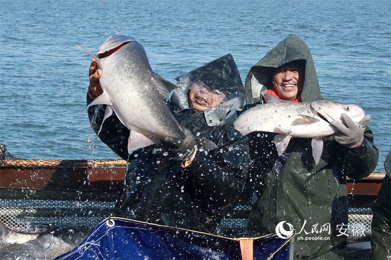 Anhui realiza pesca abundante de inverno para dar boas-vindas ao Ano Novo Chinês