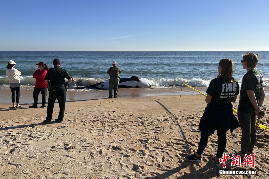 EUA: baleia orca morre encalhada na praia da Flórida