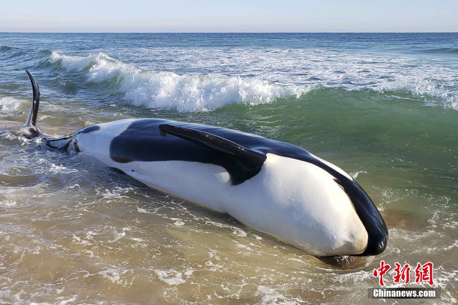 EUA: baleia orca morre encalhada na praia da Flórida