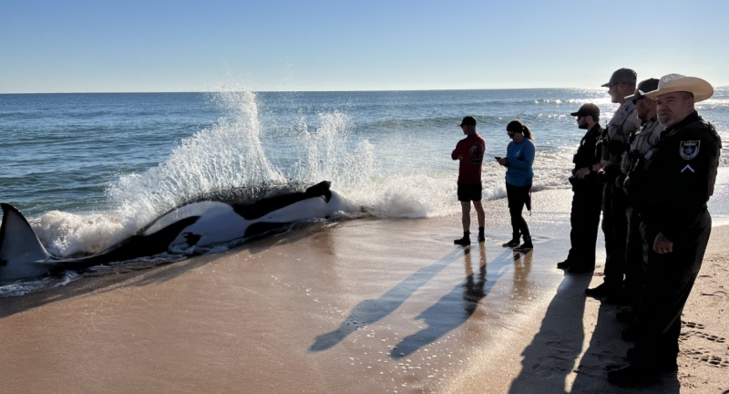 EUA: baleia orca morre encalhada na praia da Flórida