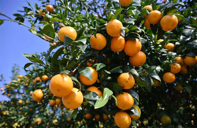 Guangxi inicia colheita de tangerinas