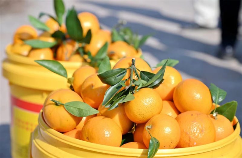 Guangxi inicia colheita de tangerinas