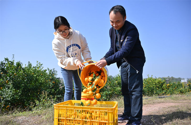 Guangxi inicia colheita de tangerinas