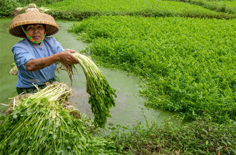 Residentes colhem aipo no sul da China na chegada do Ano Novo Chinês