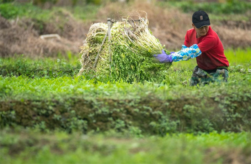 Residentes colhem aipo no sul da China na chegada do Ano Novo Chinês