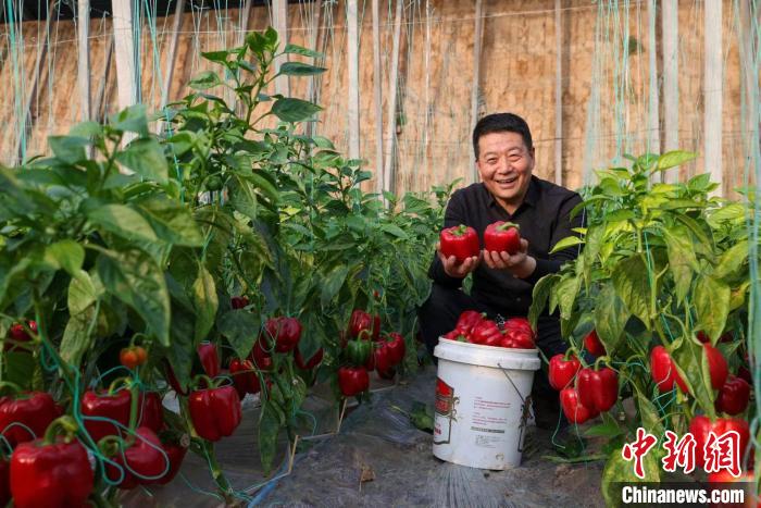 Galeria: Shanxi recebe colheita de pimenta ornamental