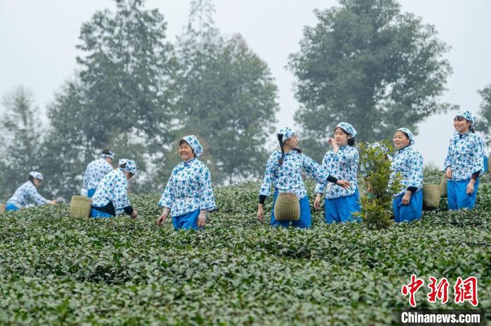 Sichuan: Leshan realiza concurso de fabrico artesanal de chá