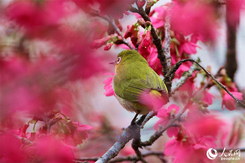 Galeria: centenas de flores atraem muitos pássaros na primavera em Xiamen